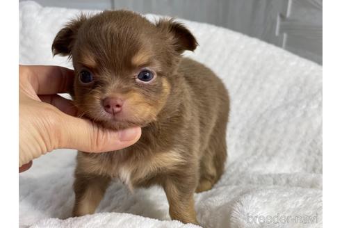 成約済の京都府のチワワ(ロングコート)-141187の6枚目