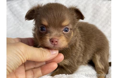 成約済の京都府のチワワ(ロングコート)-141187の1枚目