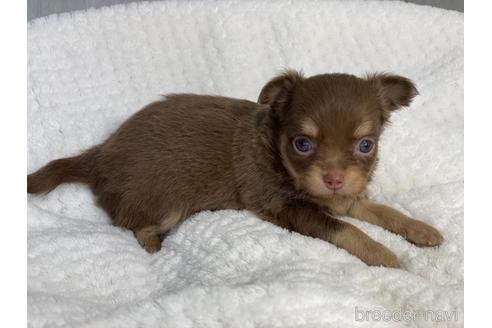 成約済の京都府のチワワ(ロングコート)-142019の5枚目