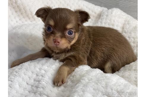 成約済の京都府のチワワ(ロングコート)-142019の6枚目