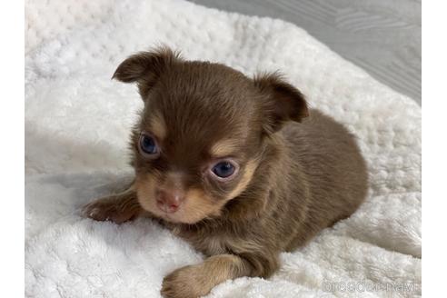 成約済の京都府のチワワ(ロングコート)-142019の7枚目