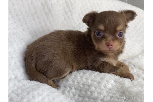 成約済の京都府のチワワ(ロングコート)-142019の1枚目