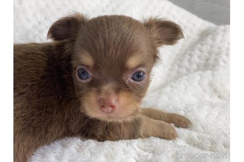 成約済の京都府のチワワ(ロングコート)-142019の2枚目
