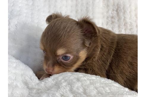 成約済の京都府のチワワ(ロングコート)-142019の3枚目