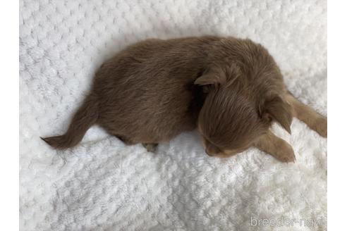 成約済の京都府のチワワ(ロングコート)-142019の4枚目