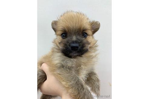 成約済の東京都のその他の犬種-140694の1枚目