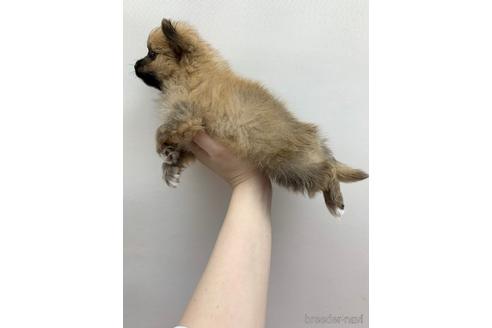 成約済の東京都のその他の犬種-140694の4枚目