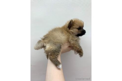 成約済の東京都のその他の犬種-140694の3枚目