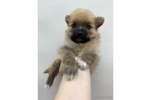 成約済の東京都のその他の犬種-140694の2枚目