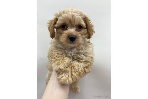 成約済の東京都のその他の犬種-140697の1枚目