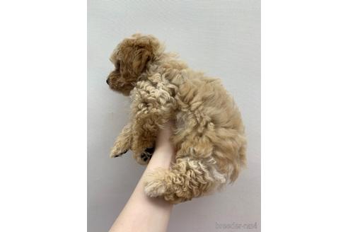 成約済の東京都のその他の犬種-140697の3枚目