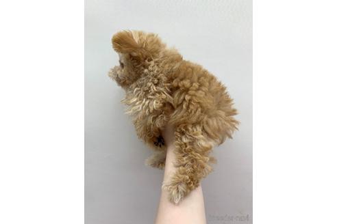 成約済の東京都のその他の犬種-140697の2枚目