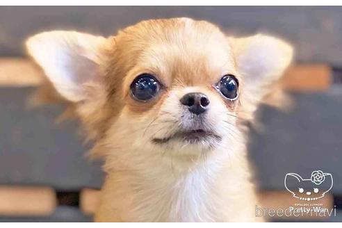 成約済の愛知県のチワワ(ロングコート)-140722の1枚目