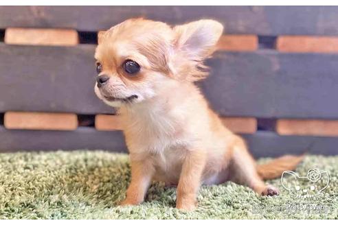 成約済の愛知県のチワワ(ロングコート)-140722の4枚目