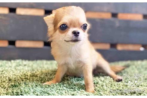 成約済の愛知県のチワワ(ロングコート)-140722の5枚目