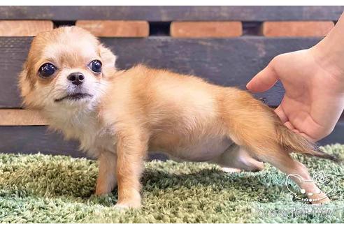 成約済の愛知県のチワワ(ロングコート)-140722の2枚目