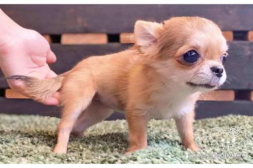 成約済の愛知県のチワワ(ロングコート)-140722の3枚目