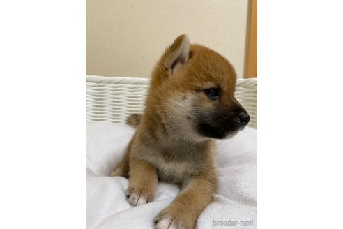 成約済の兵庫県の豆柴-140735の3枚目