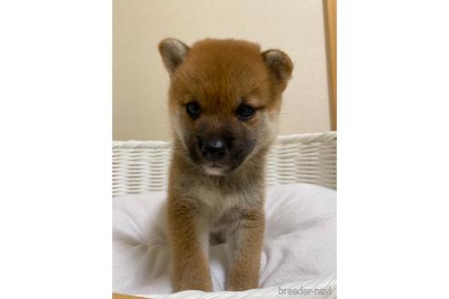 成約済の兵庫県の豆柴-140735の4枚目