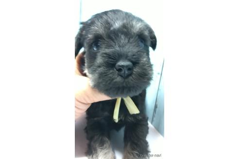 成約済の香川県のミニチュアシュナウザー-140780の1枚目