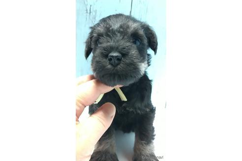 成約済の香川県のミニチュアシュナウザー-140780の3枚目