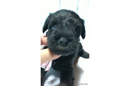 成約済の香川県のミニチュアシュナウザー-140783の4枚目