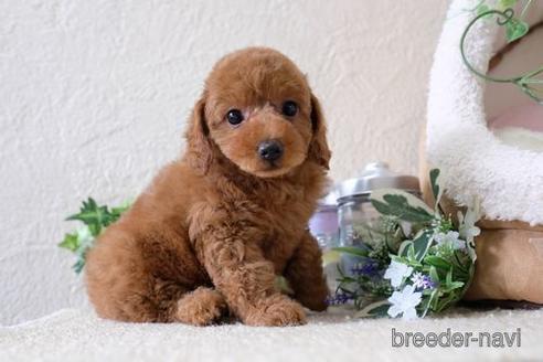 成約済の滋賀県のトイプードル-138997の1枚目