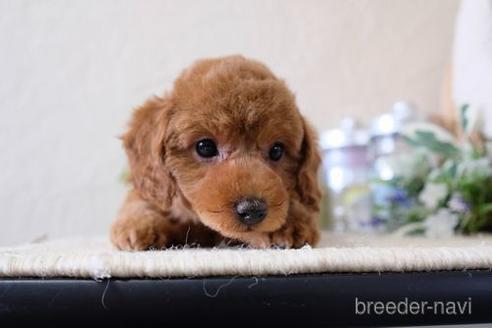 成約済の滋賀県のトイプードル-138997の5枚目