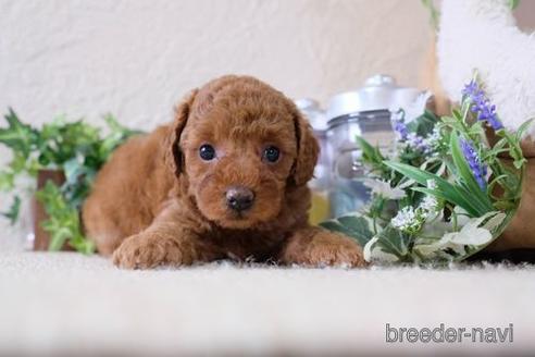 成約済の滋賀県のトイプードル-138997の3枚目