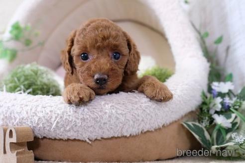 成約済の滋賀県のトイプードル-138997の2枚目