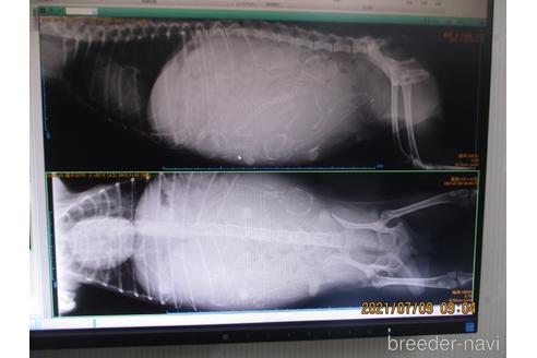 成約済の大阪府のティーカッププードル-140825の7枚目