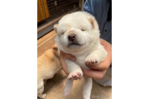 成約済の広島県の柴犬-140830