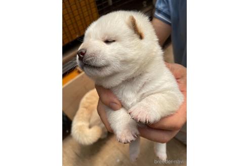 成約済の広島県の柴犬-140830の2枚目