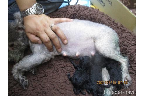 成約済の大阪府のティーカッププードル-140829の9枚目
