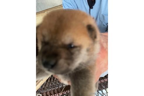 成約済の広島県の柴犬-140834の3枚目