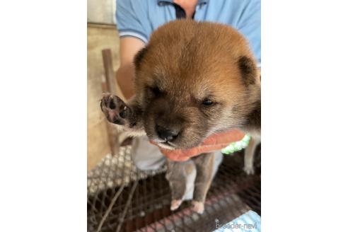 成約済の広島県の柴犬-140834の2枚目