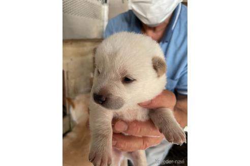 成約済の広島県の柴犬-140836の2枚目