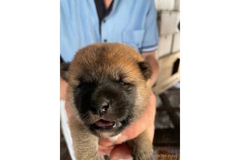成約済の広島県の柴犬-140839の1枚目