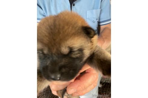 成約済の広島県の柴犬-140840の2枚目