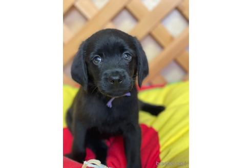 愛知県のミックス犬 男の子 21 05 24生まれ 黒ラブ ワイマラナー ｍｉｘ犬ラブマラナー 子犬id ブリーダーナビ