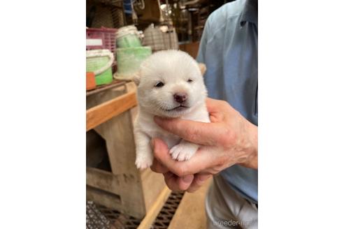 成約済の広島県の柴犬-140842の1枚目