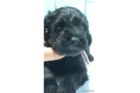 成約済の香川県のミニチュアシュナウザー-140783の2枚目