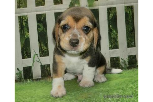 長崎県でビーグルの子犬を探す ブリーダーナビ