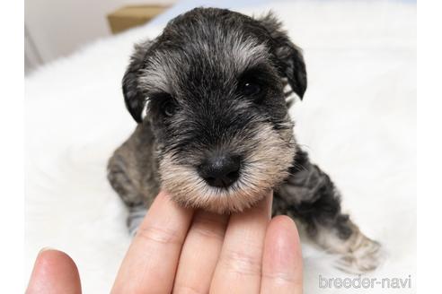 成約済の神奈川県のミニチュアシュナウザー-140886の3枚目