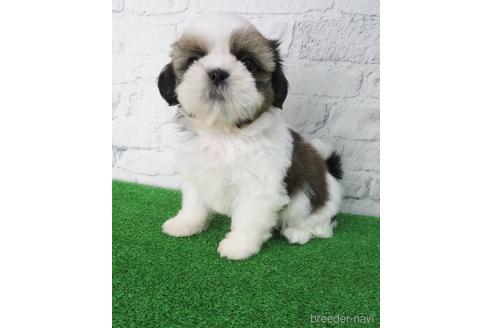 成約済の大阪府のシーズー-140895