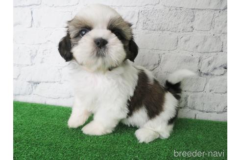 成約済の大阪府のシーズー-140895の4枚目