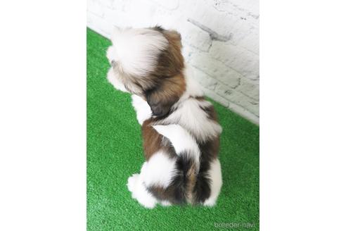 成約済の大阪府のシーズー-140895の2枚目