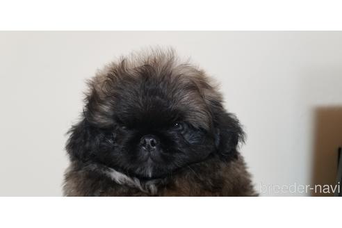 成約済の岡山県のペキニーズ-134300の1枚目