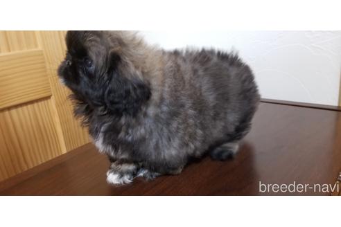 成約済の岡山県のペキニーズ-134300の2枚目