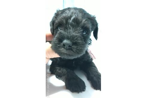 成約済の香川県のミニチュアシュナウザー-140783の1枚目